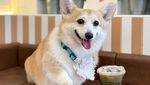 Gemas! Kafe di Bangkok Ini Dihuni 30 Anjing Corgi Imut