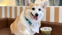 Berlokasi di Khlong San, Bangkok, kafe Corgi ini buka setiap hari pukul 10.00-18.00. Harga masuknya mulai 350 baht (Rp 192 ribu) dan sudah termasuk satu minuman. Foto: Instagram @corgiinthegarden