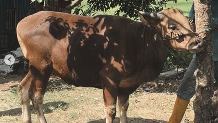 Hewan kurban Ghea Indrawari