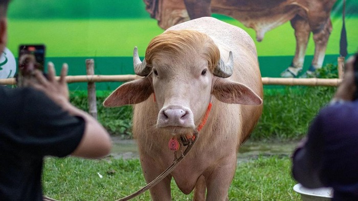 Kerbau Albino Viral