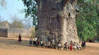 Pohon berusia 2.000 tahun ini terletak di Desa Zwigodini, Mutale, Limpopo, Afrika Selatan. Foto: Boredpanda