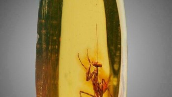 Belalang Sembah yang Tertanam dalam Batu Amber Ini Berusia Sekitar 30 Juta Tahun Foto: Boredpanda