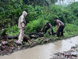 Sejoli Boncengan Motor Tewas Tertimpa Pohon Tumbang di Minahasa Tenggara