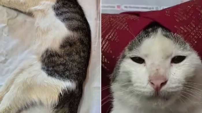 Jagat maya berduka dengan kabar kematian ikon meme Kucing Onde Mande. Kucing bernama Bobo Onde Mande itu mati setelah berjuang melawan virus calici.
