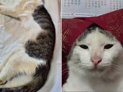 Sosmed Berduka! Kucing Onde Mande Ikon Meme Meninggal