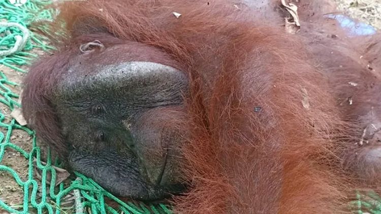 Cerita Penyelamatan Orang Utan yang Kepincut Jambu Bol Warga Katingan
