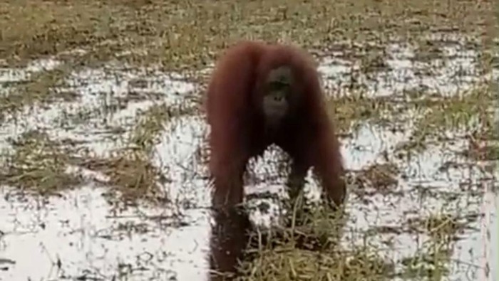 Orang utan yang masuk ke lahan warga di Kayong Utara