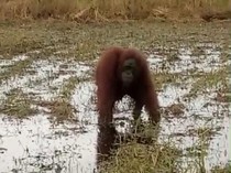 Kenapa Orang Utan di Kalimantan Kerap Berkeliaran ke Permukiman?