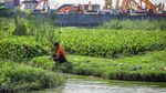 Petugas Bersihkan Waduk Belibis dari Ikan Sapu-sapu