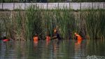 Petugas Bersihkan Waduk Belibis dari Ikan Sapu-sapu