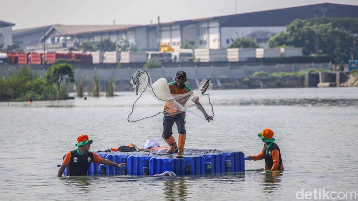 Sejumlah petugas gabungan melakukan pencarian dan penangkapan ikan sapu-sapu di Waduk Belibis, Cilincing, Jakarta Utara, Jumat (29/5/2026). Kegiatan ini dilakukan sebagai persiapan sebelum penebaran bibit ikan tawes.