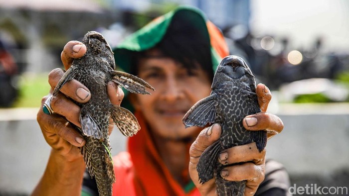 Sejumlah petugas gabungan melakukan pencarian dan penangkapan ikan sapu-sapu di Waduk Belibis, Cilincing, Jakarta Utara, Jumat (29/5/2026). Kegiatan ini dilakukan sebagai persiapan sebelum penebaran bibit ikan tawes.