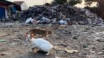 Ngeri! Gunungan Sampah di Pasar Ciwastra Bandung