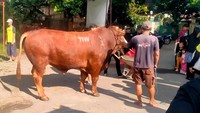 Pengirim Sapi Kurban 'TIW' di Masjid Dekat Rumah Amien Rais Berasal dari Jakarta