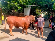 Sosok Misterius di Balik Sapi Kurban TIW Masjid Dekat Rumah Amien Rais