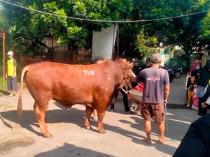 Sosok Misterius di Balik Sapi Kurban TIW Masjid Dekat Rumah Amien Rais