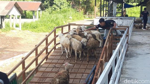 Sebanyak 117 ekor kambing dam jemaah haji disembelih di RPH Ampel, Boyolali, Jumat (29/5/2026).