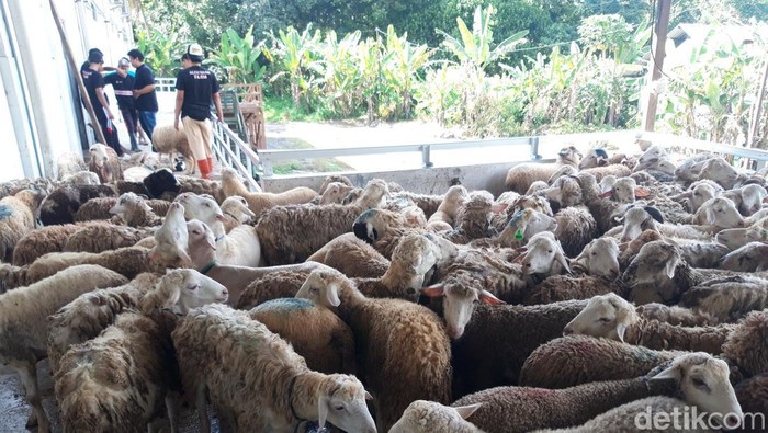 Sebanyak 117 ekor kambing dam jemaah haji disembelih di RPH Ampel, Boyolali, Jumat (29/5/2026).