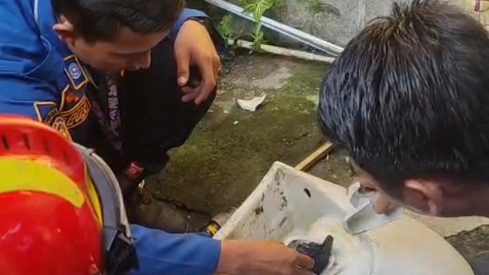 Seekor anak kucing tersangkut di sebuah wastafel rumah warga di Desa Rawa Panjang, Kecamatan Bojonggede, Bogor, Jawa Barat (Dok istimewa).