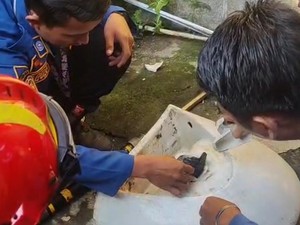 Anak Kucing Nyangkut di Wastafel Rumah Warga Bogor, Damkar Turun Tangan