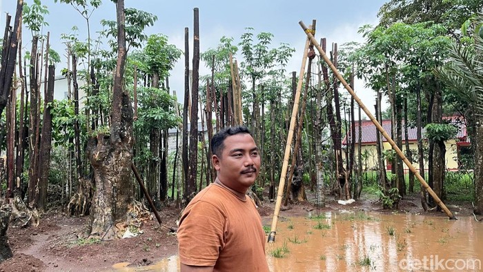 Usaha Pohon Pelindung di Bogor