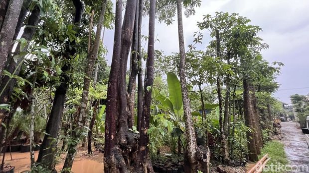 Usaha Pohon Pelindung di Bogor