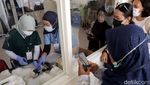 Tekan Populasi Kucing Liar, DKPP Surabaya Sterilkan 100 Kucing Lokal