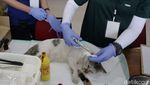 Tekan Populasi Kucing Liar, DKPP Surabaya Sterilkan 100 Kucing Lokal