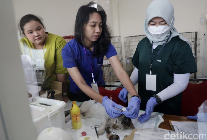 DKKP Surabaya gelar sterilisasi kucing gratis