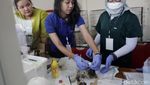 Tekan Populasi Kucing Liar, DKPP Surabaya Sterilkan 100 Kucing Lokal