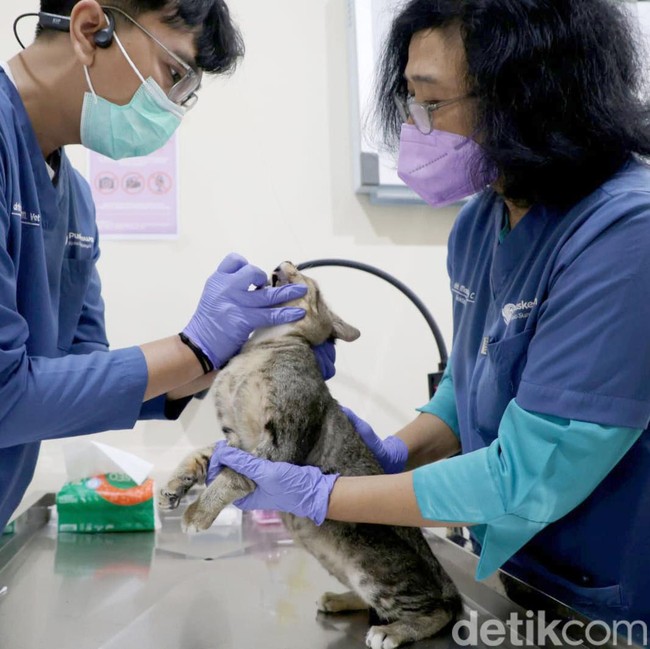 Tekan Populasi Kucing Liar, DKPP Surabaya Sterilkan 100 Kucing Lokal