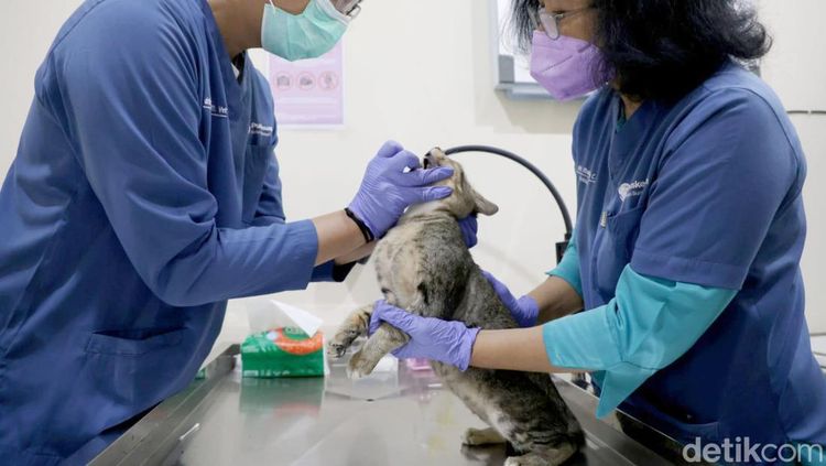 Tekan Populasi Kucing Liar, DKPP Surabaya Sterilkan 100 Kucing Lokal