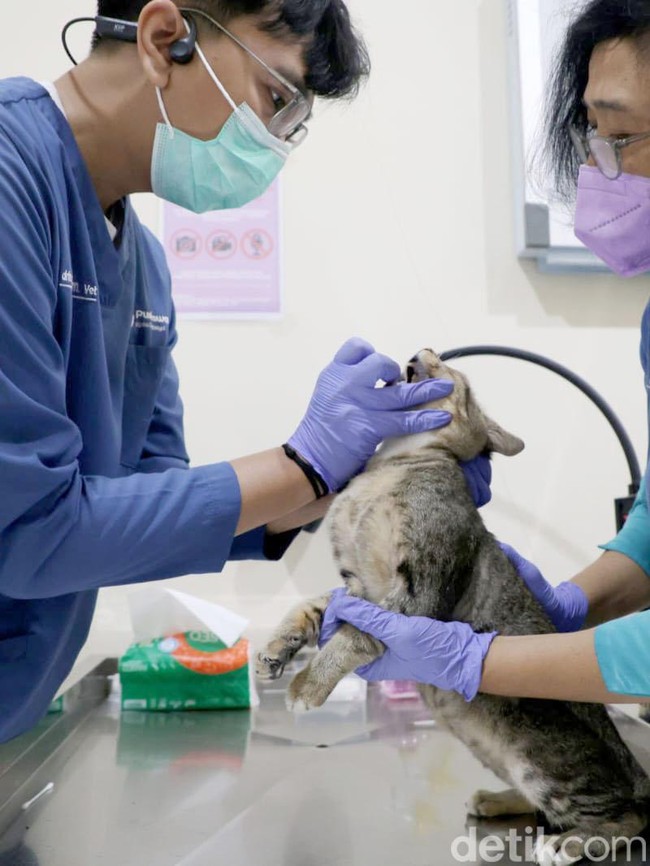 Tekan Populasi Kucing Liar, DKPP Surabaya Sterilkan 100 Kucing Lokal