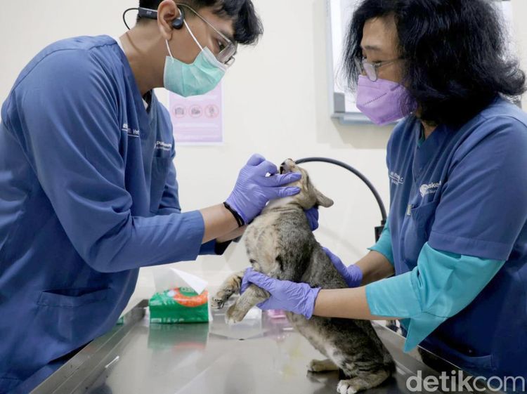 Tekan Populasi Kucing Liar, DKPP Surabaya Sterilkan 100 Kucing Lokal