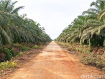 Daftar Harga Sawit di Kaltara Periode II Mei 2026 Bagi Petani Mitra