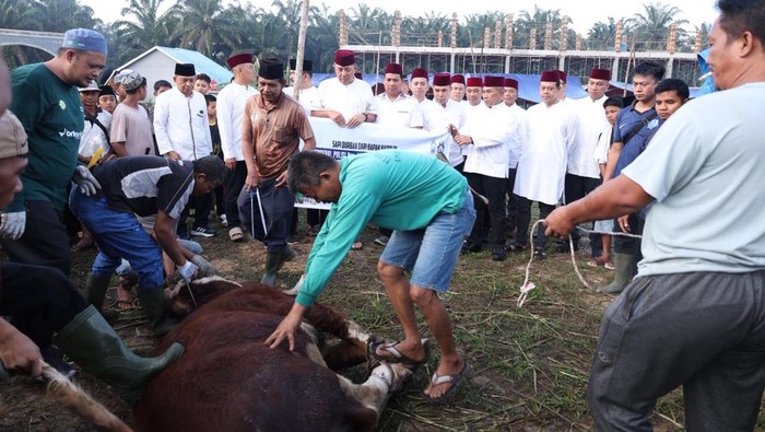 Polda Riau menyalurkan sapi kurban Kapolri dan Kapolda Riau ke Ponpes milik UAS, Sabtu (30/5/2026).