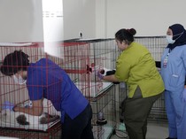 Peminat Membludak, 100 Kucing Ikut Sterilisasi Gratis Pemkot Surabaya