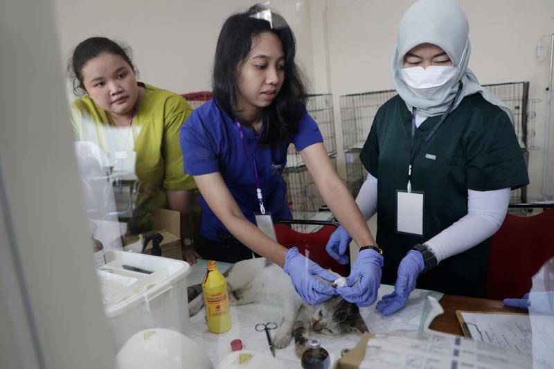 Sterilisasi kucing gratis yang digelar Pemkot Surabaya