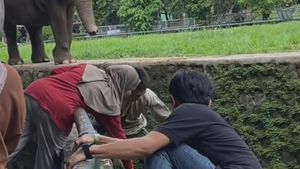 Video: Duh, Anak Kecil Terjatuh ke Kandang Gajah Ragunan