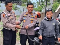 Hii! Kobra Jawa Ngumpet di Bawah Kompor di Prambanan