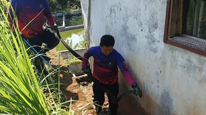 Evakuasi ular di gorong-gorong Kuningan