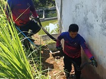 Aksi Mendebarkan Evakuasi King Kobra di Gorong-gorong Kuningan