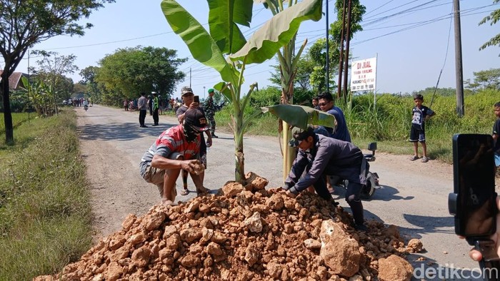 Momen warga di Randublatung, Blora, menanam pohon pisang di jalanan yang rusak sebagai bentuk protes, Minggu (31/5/2026).