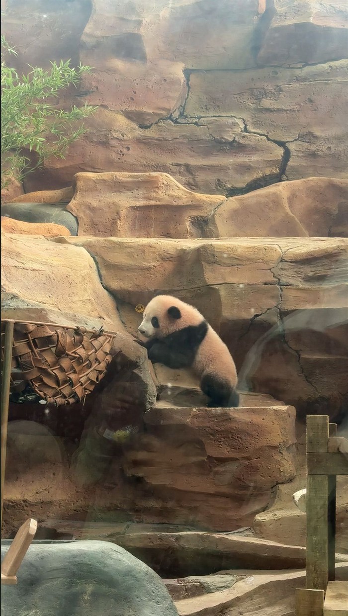 Taman Safari Indonesia (TSI) hari ini secara resmi memperkenalkan Rio, anak giant panda pertama yang lahir di Indonesia.