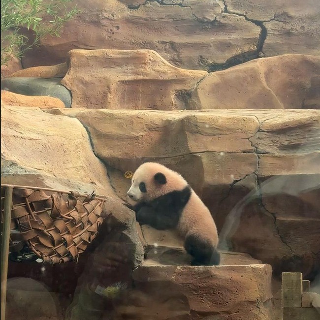 Rio, Bayi Giant Panda yang Bikin Gemas Ini Akhirnya Tampil ke Publik
