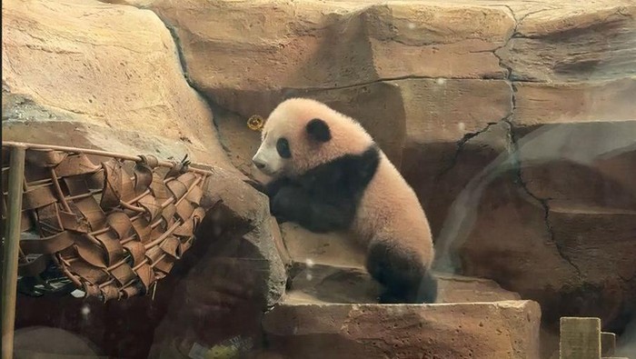 Taman Safari Indonesia (TSI) hari ini secara resmi memperkenalkan Rio, anak giant panda pertama yang lahir di Indonesia.