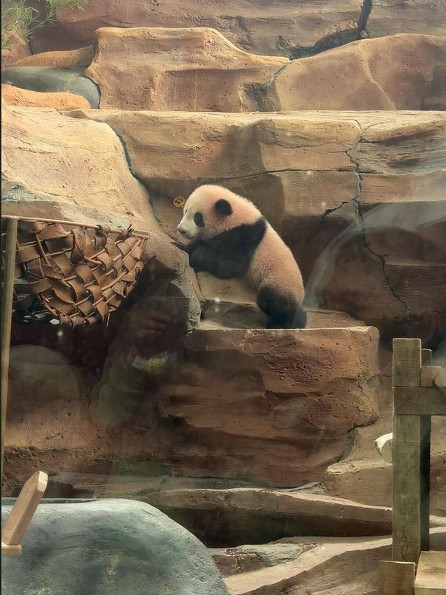 Rio, Bayi Giant Panda yang Bikin Gemas Ini Akhirnya Tampil ke Publik