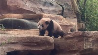 China Puas, Kontrak Panda Raksasa di Indonesia Berpeluang Diperpanjang