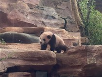 China Puas, Kontrak Panda Raksasa di Indonesia Berpeluang Diperpanjang