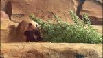 Rio, Bayi Giant Panda yang Bikin Gemas Ini Akhirnya Tampil ke Publik